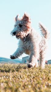 Preview wallpaper terrier, dog, protruding tongue, jump