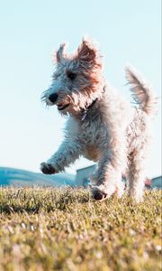 Preview wallpaper terrier, dog, protruding tongue, jump