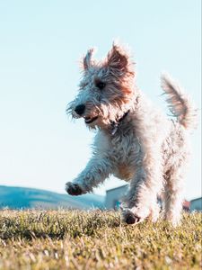 Preview wallpaper terrier, dog, protruding tongue, jump