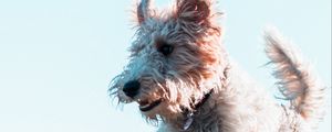 Preview wallpaper terrier, dog, protruding tongue, jump