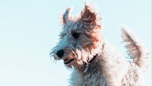 Preview wallpaper terrier, dog, protruding tongue, jump