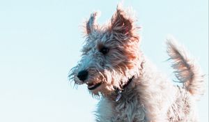 Preview wallpaper terrier, dog, protruding tongue, jump