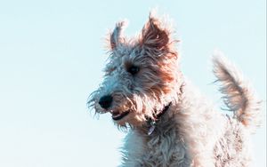 Preview wallpaper terrier, dog, protruding tongue, jump