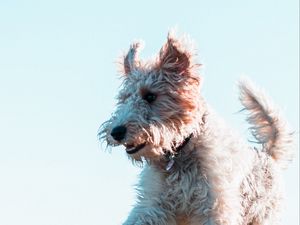 Preview wallpaper terrier, dog, protruding tongue, jump