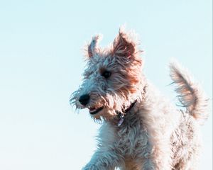 Preview wallpaper terrier, dog, protruding tongue, jump