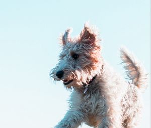 Preview wallpaper terrier, dog, protruding tongue, jump