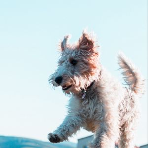 Preview wallpaper terrier, dog, protruding tongue, jump