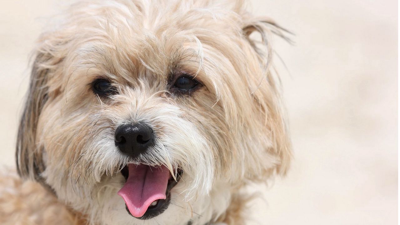 Wallpaper terrier, face, tongue, dog