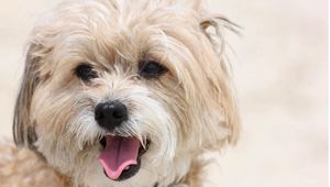 Preview wallpaper terrier, face, tongue, dog