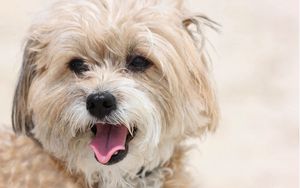 Preview wallpaper terrier, face, tongue, dog
