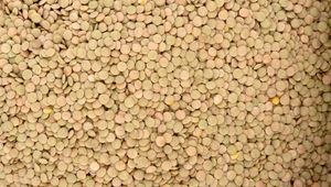Preview wallpaper texture, background, peas
