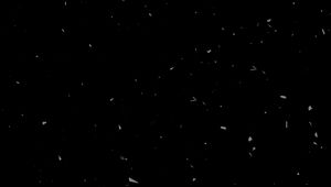 Preview wallpaper texture, black, spots