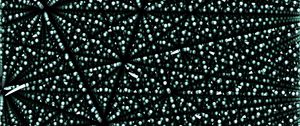 Preview wallpaper texture, dots, lines, intersection