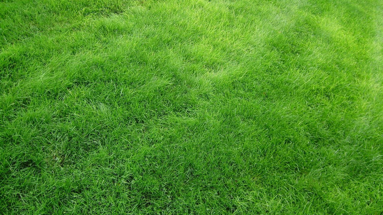 Wallpaper texture, grass, field, green