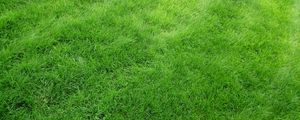 Preview wallpaper texture, grass, field, green