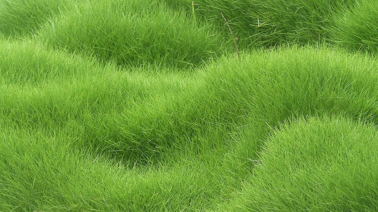 Wallpaper texture, grass, field