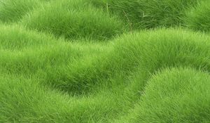 Preview wallpaper texture, grass, field