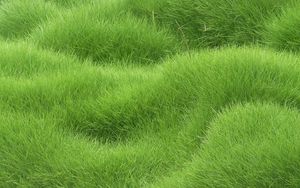 Preview wallpaper texture, grass, field