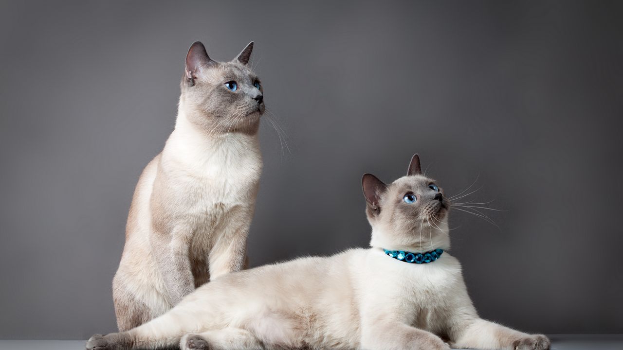 Wallpaper thai cat, cats, couple, beautiful, thoroughbred