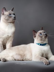 Preview wallpaper thai cat, cats, couple, beautiful, thoroughbred