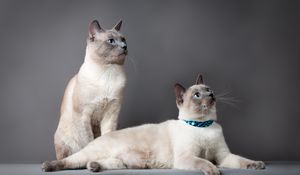 Preview wallpaper thai cat, cats, couple, beautiful, thoroughbred