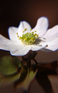 Preview wallpaper thalictrum thalictroides, rue-anemone, flower, petals, white, pollen, macro