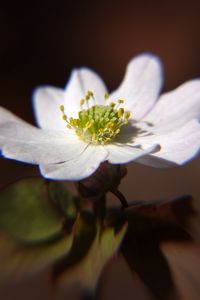 Preview wallpaper thalictrum thalictroides, rue-anemone, flower, petals, white, pollen, macro