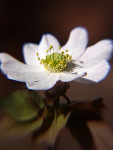 Preview wallpaper thalictrum thalictroides, rue-anemone, flower, petals, white, pollen, macro