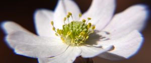 Preview wallpaper thalictrum thalictroides, rue-anemone, flower, petals, white, pollen, macro