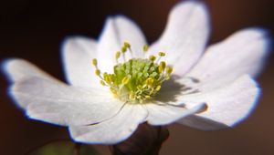 Preview wallpaper thalictrum thalictroides, rue-anemone, flower, petals, white, pollen, macro