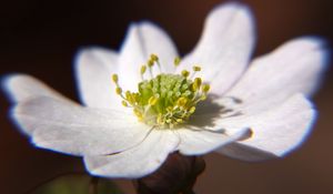Preview wallpaper thalictrum thalictroides, rue-anemone, flower, petals, white, pollen, macro