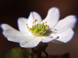 Preview wallpaper thalictrum thalictroides, rue-anemone, flower, petals, white, pollen, macro