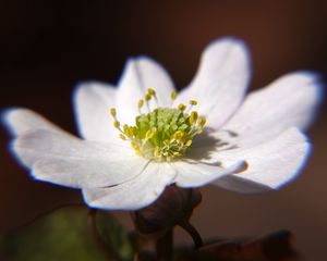 Preview wallpaper thalictrum thalictroides, rue-anemone, flower, petals, white, pollen, macro