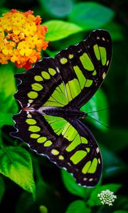 Preview wallpaper the malachite box, butterfly, green, leaves