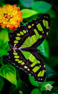 Preview wallpaper the malachite box, butterfly, green, leaves