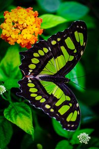 Preview wallpaper the malachite box, butterfly, green, leaves