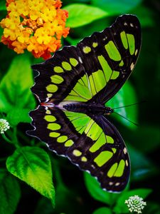 Preview wallpaper the malachite box, butterfly, green, leaves