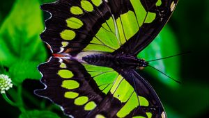 Preview wallpaper the malachite box, butterfly, green, leaves