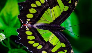 Preview wallpaper the malachite box, butterfly, green, leaves