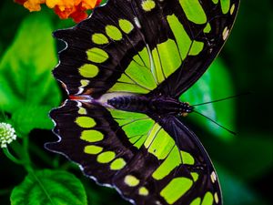 Preview wallpaper the malachite box, butterfly, green, leaves