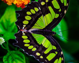 Preview wallpaper the malachite box, butterfly, green, leaves