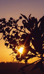 Preview wallpaper the sun, rays, branch, sunset
