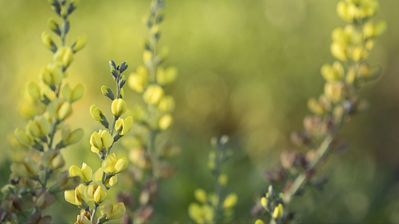 Wallpaper thermopsis, flowers, inflorescences, blur, yellow