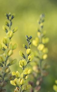 Preview wallpaper thermopsis, flowers, inflorescences, blur, yellow