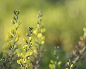 Preview wallpaper thermopsis, flowers, inflorescences, blur, yellow