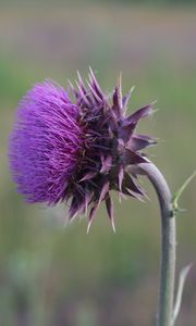 Preview wallpaper thistle, flower, grass, stem, blurred