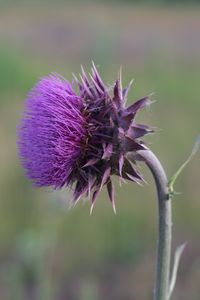 Preview wallpaper thistle, flower, grass, stem, blurred