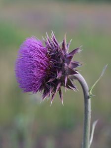 Preview wallpaper thistle, flower, grass, stem, blurred