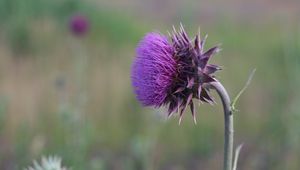 Preview wallpaper thistle, flower, grass, stem, blurred