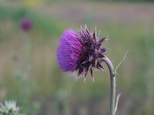 Preview wallpaper thistle, flower, grass, stem, blurred